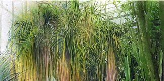 《大温室》矢野 佑貴