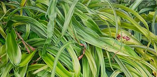 《beginning》馬場 美桜子 《beginning》馬場 美桜子